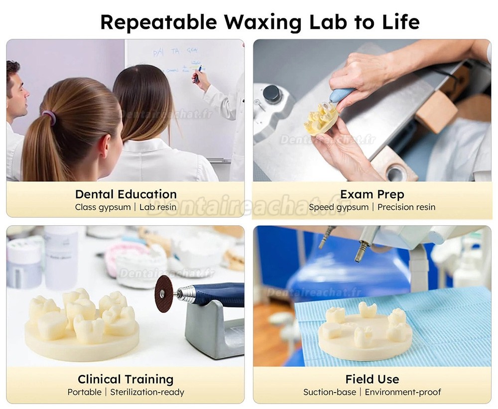 Kit de formation à la morphologie dentaire (3 pièces/sac) : modèles de positions U6/L6/U4 (gypse/résine)